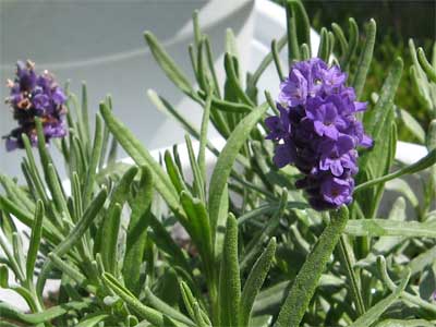   Lavender lavender060521.jpg
