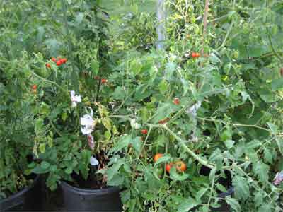 Tomatoes ripening